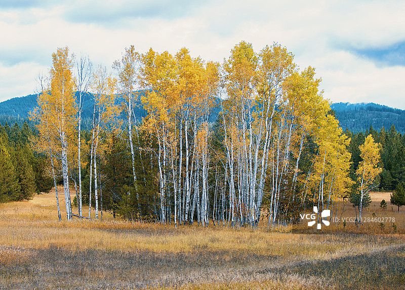 色彩斑斓的秋天森林，纽波特，罗德岛，美国图片素材