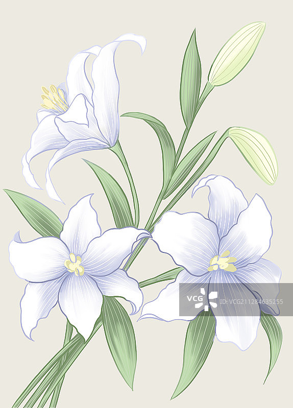 一束盛开的白色百合花 手绘插画图片素材