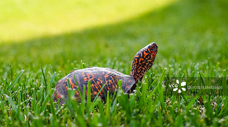 黑色和橙色的乌龟站在草地上的特写图片素材