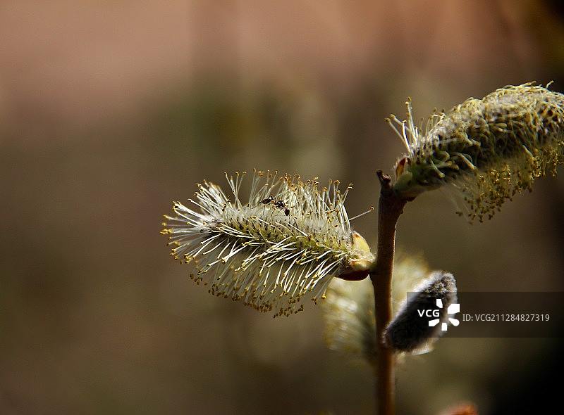 植物上的蚂蚁特写，弗拉基米尔，俄罗斯图片素材