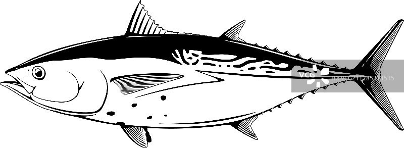 黑色和白色的小金枪鱼图片素材