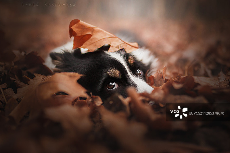 秋叶中的狗的肖像图片素材