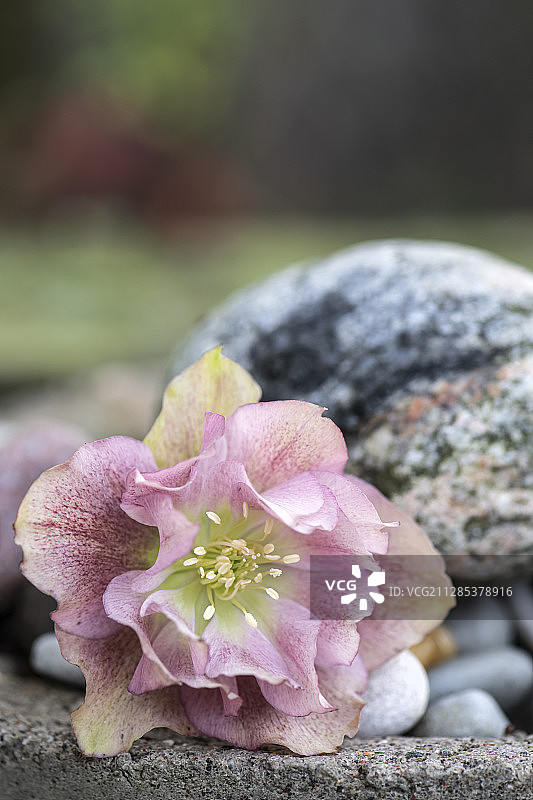 粉红色嚏根草(嚏根草)花的特写，Soderkoping, Ostergotland，瑞典图片素材