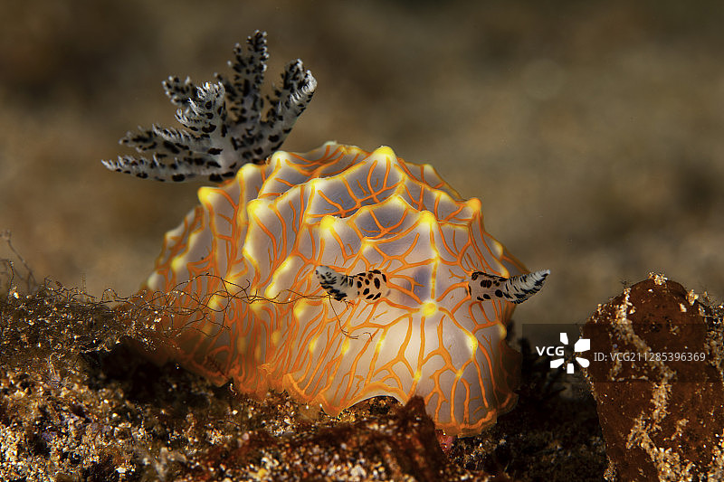 海洋生物特写，拉海纳，夏威夷，美国图片素材