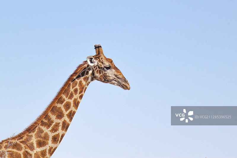 纳米比亚，埃隆戈，斯瓦科普蒙德的长颈鹿(长颈鹿)图片素材