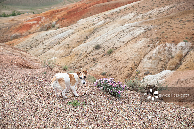 狗栖息在岩石上，Onguday，俄罗斯，阿尔泰共和国图片素材
