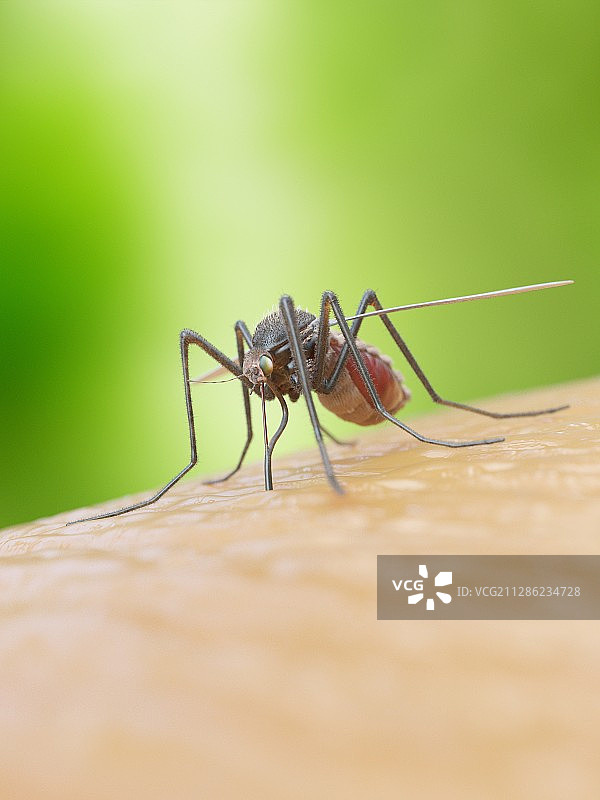 蚊子咬人的插图图片素材