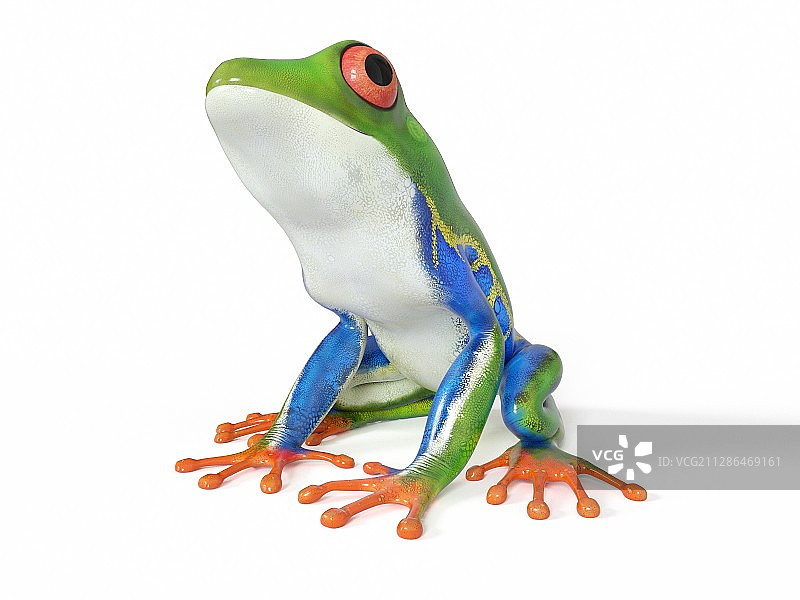 图解热带青蛙图片素材
