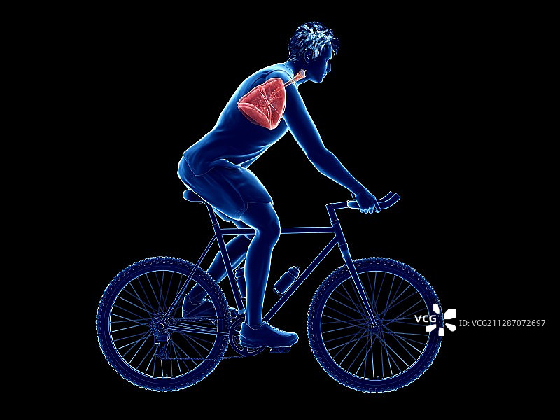 一个骑自行车的人的肺的插图图片素材