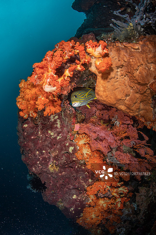 礁石，软珊瑚，和甜唇鱼图片素材