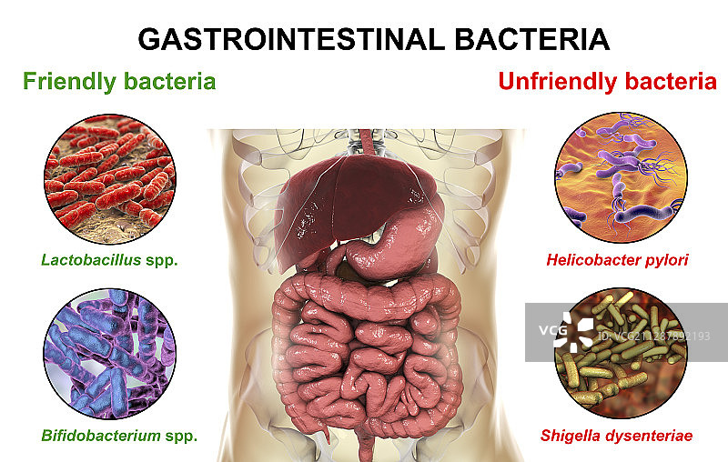 人体肠道中的细菌，说明图片素材