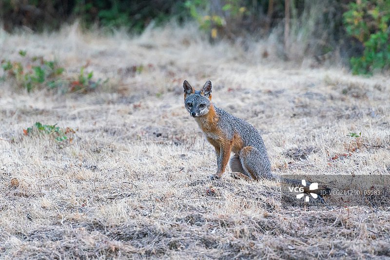 优雅的灰狐 Elegant Gray Fox图片素材