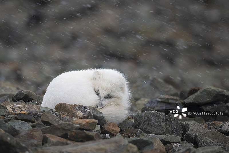 北极狐，拉戈斯群岛，斯瓦尔巴特群岛，斯匹茨卑尔根群岛，北极挪威图片素材