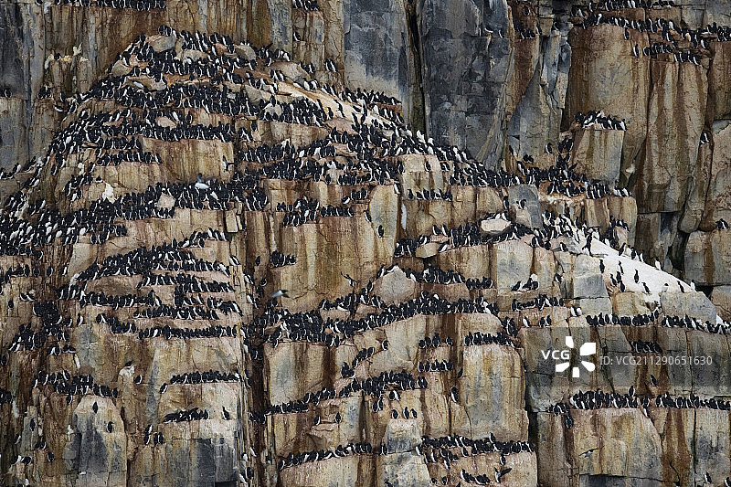 布鲁尼奇海鸠的繁殖地，也叫厚嘴海鸠，乌里亚龙维亚，斯瓦尔巴群岛，斯匹茨卑尔根群岛，北极挪威图片素材
