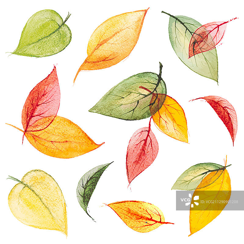 集水彩孤立秋叶图片素材