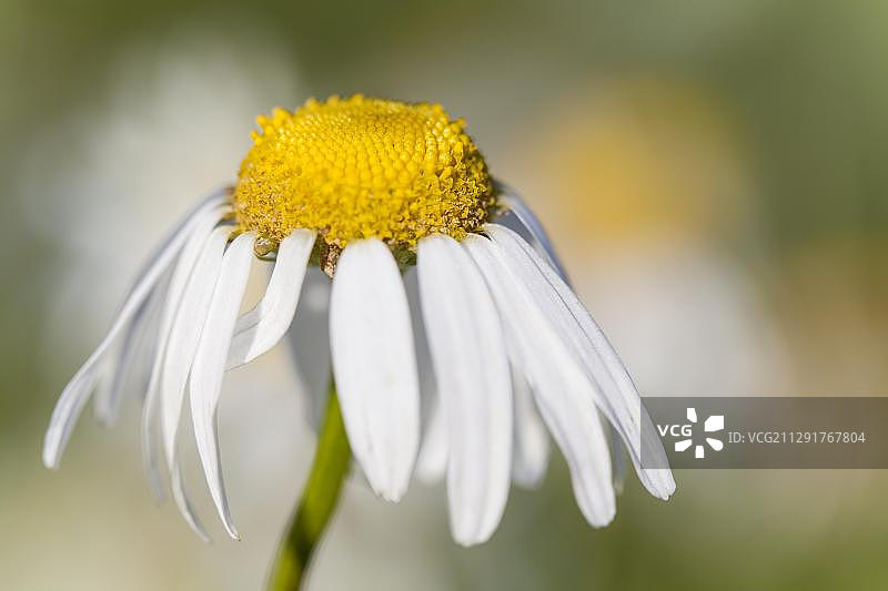 牛眼菊(白菊花)，开花，黑塞，德国，欧洲图片素材