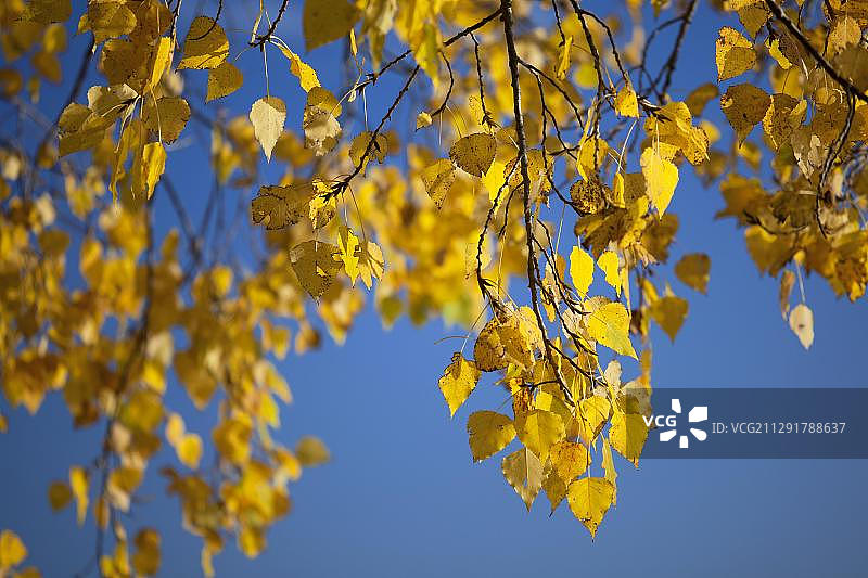 德国巴登-符腾堡Markelfingen市一棵椴树(椴)的秋叶映衬着蓝天图片素材