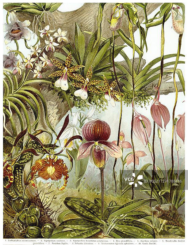 19世纪丛林中的兰花和兰科植物的历史图示，摘自1889年出版的《迈耶斯百科全书》图片素材