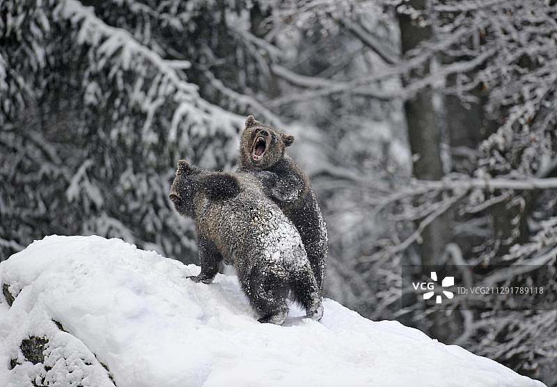 德国巴伐利亚森林国家公园，欧洲棕熊幼崽在雪地里摔跤和玩耍图片素材