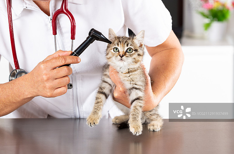 兽医用耳镜检查小猫图片素材