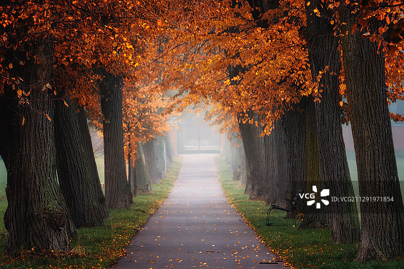 德国萨克森弗罗堡的秋天，公园里的晨雾图片素材