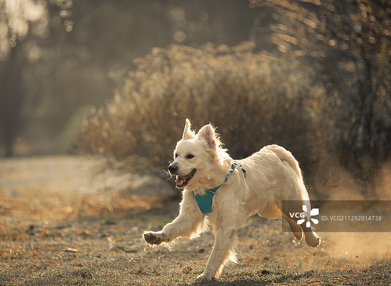 金毛猎犬奔跑观图片素材
