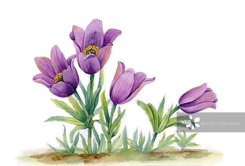 手绘水彩白头翁花植物花卉插画图片素材