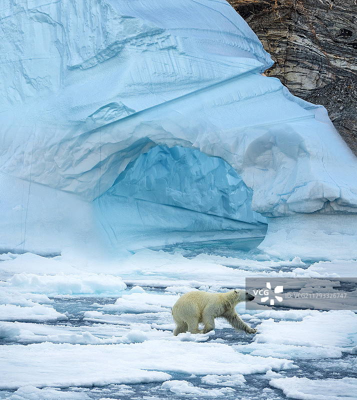 北极熊刚从它的领地出来图片素材