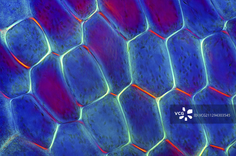 苔藓孢子囊，光镜图片素材
