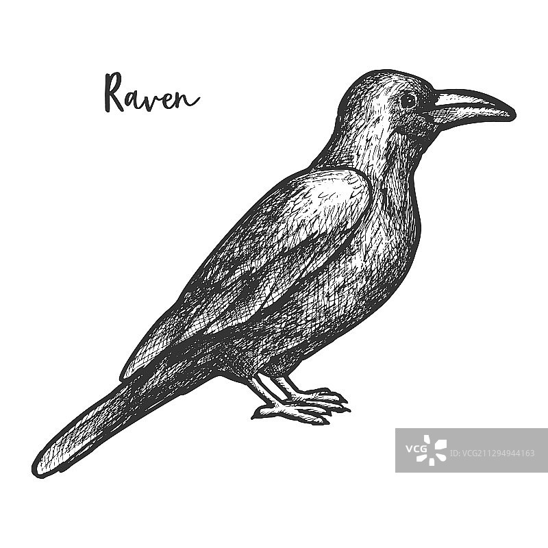 画乌鸦或黑乌鸦鸟图片素材