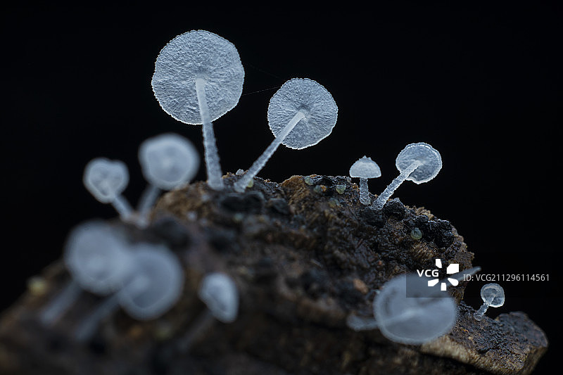 菌类 蘑菇图片素材