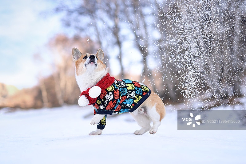 雪地里的柯基犬图片素材
