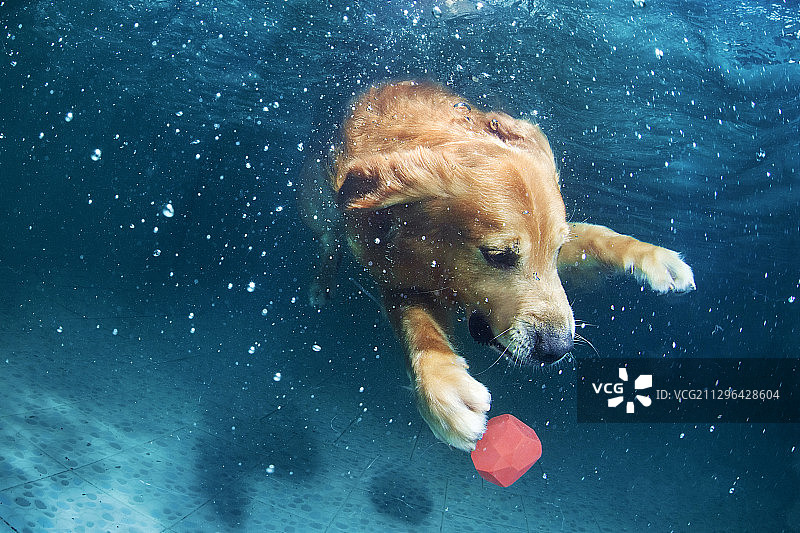 水下的金毛犬图片素材
