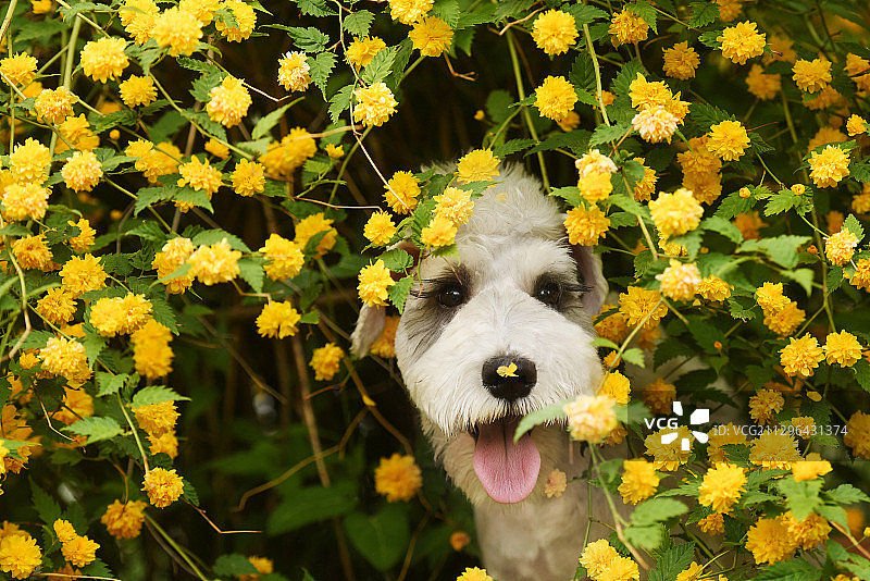 花丛里的雪纳瑞犬图片素材