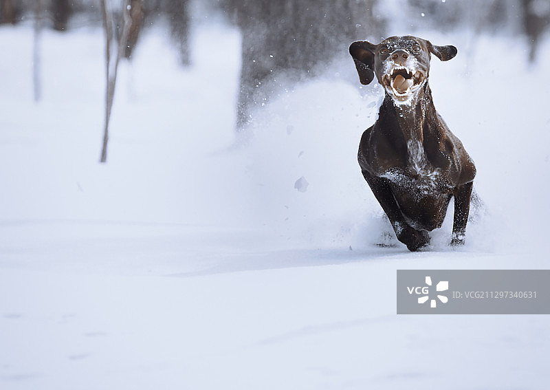 狗在雪中奔跑图片素材