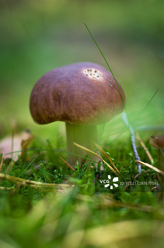 蘑菇在地里生长的特写图片素材