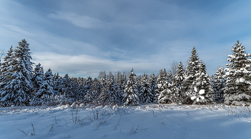 加拿大圣帕斯卡，白雪覆盖的田野上的树木图片素材