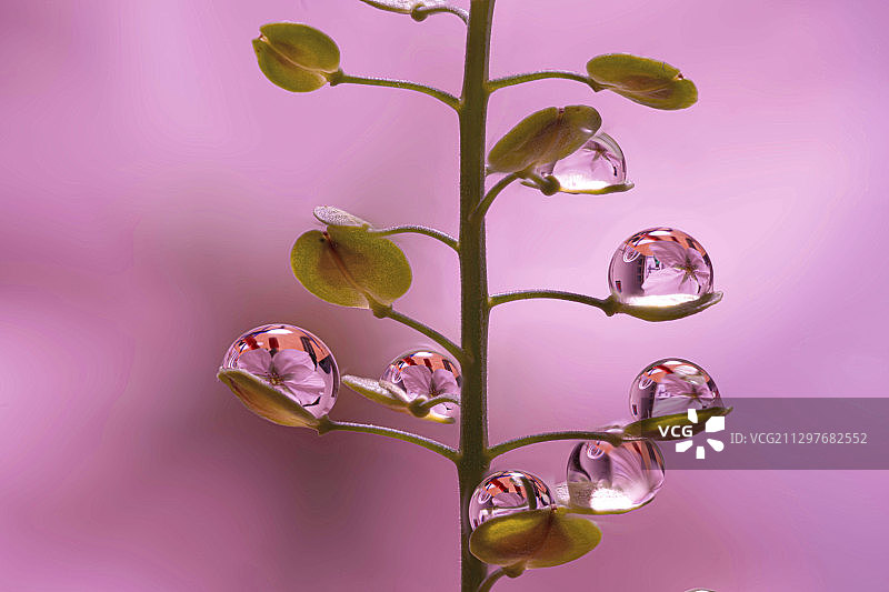 粉红色背景下的植物特写，东京，日本图片素材