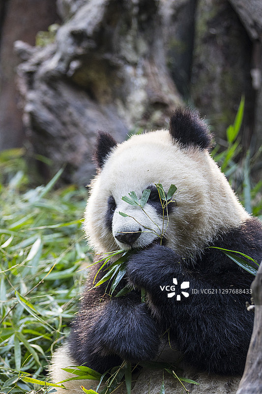 成都大熊猫繁育基地里的熊猫图片素材