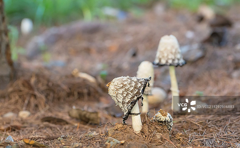 户外森林中雨后生长的新鲜蘑菇图片素材