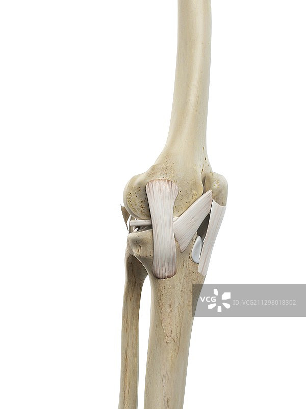人类膝盖韧带，艺术品图片素材