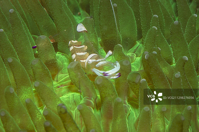 壮丽的海葵虾在海葵图片素材