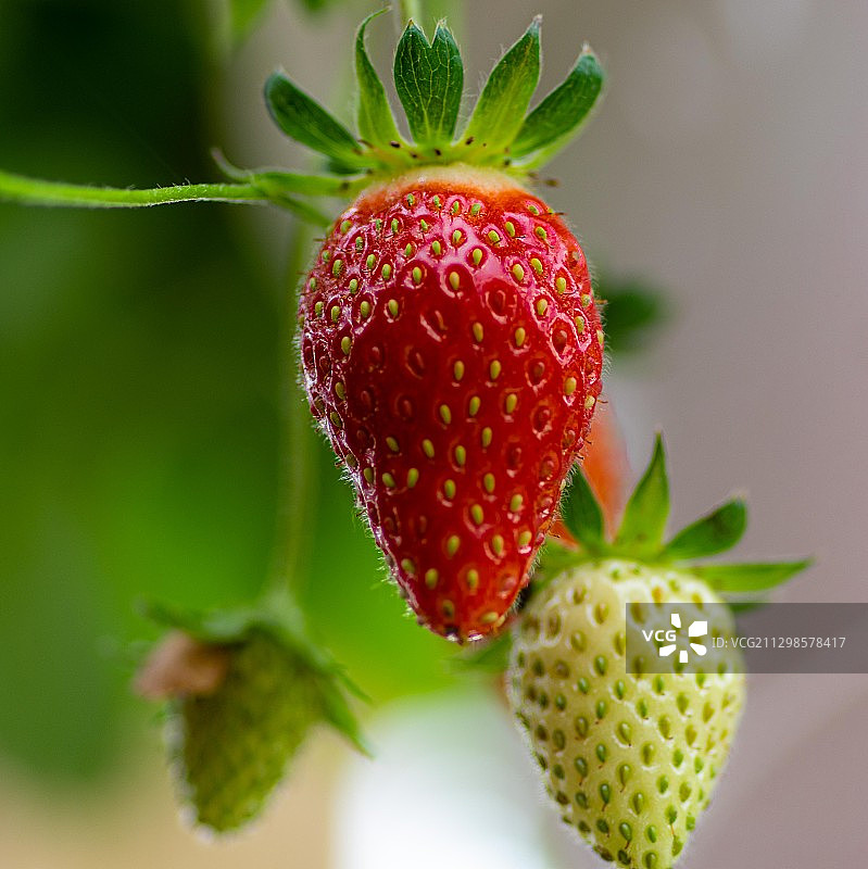 草莓在植物上生长的特写图片素材