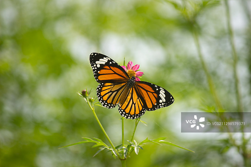 蝴蝶在花上授粉的特写，Chotila，印度图片素材