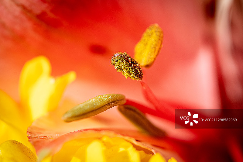 红色花朵的特写，多布罗米，乌克兰图片素材