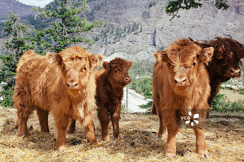 两只站在田野上的母牛，加拿大奥利弗图片素材