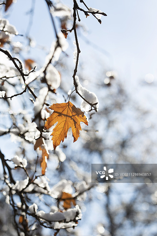 冬天植物上的雪的特写图片素材