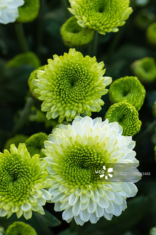 白色开花植物特写，台北，台湾图片素材