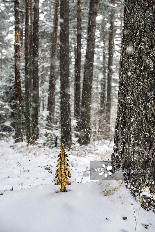 白雪覆盖的田野上的树木图片素材