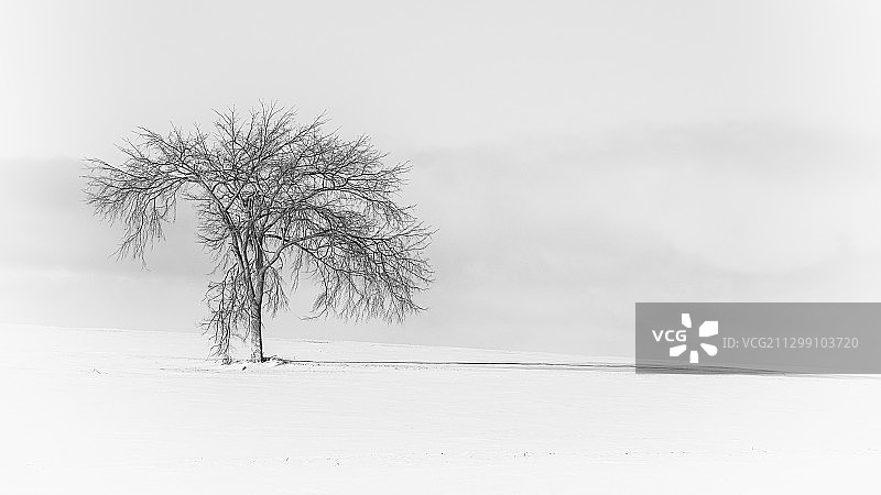 加拿大Uxbridge，雪地上的树木图片素材